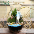 Terrarium de table en verre pour plantes